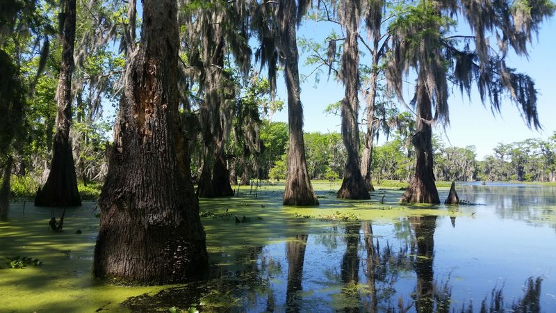 Lake Martin And Cypress Island Preserve, Breaux Bridge Area