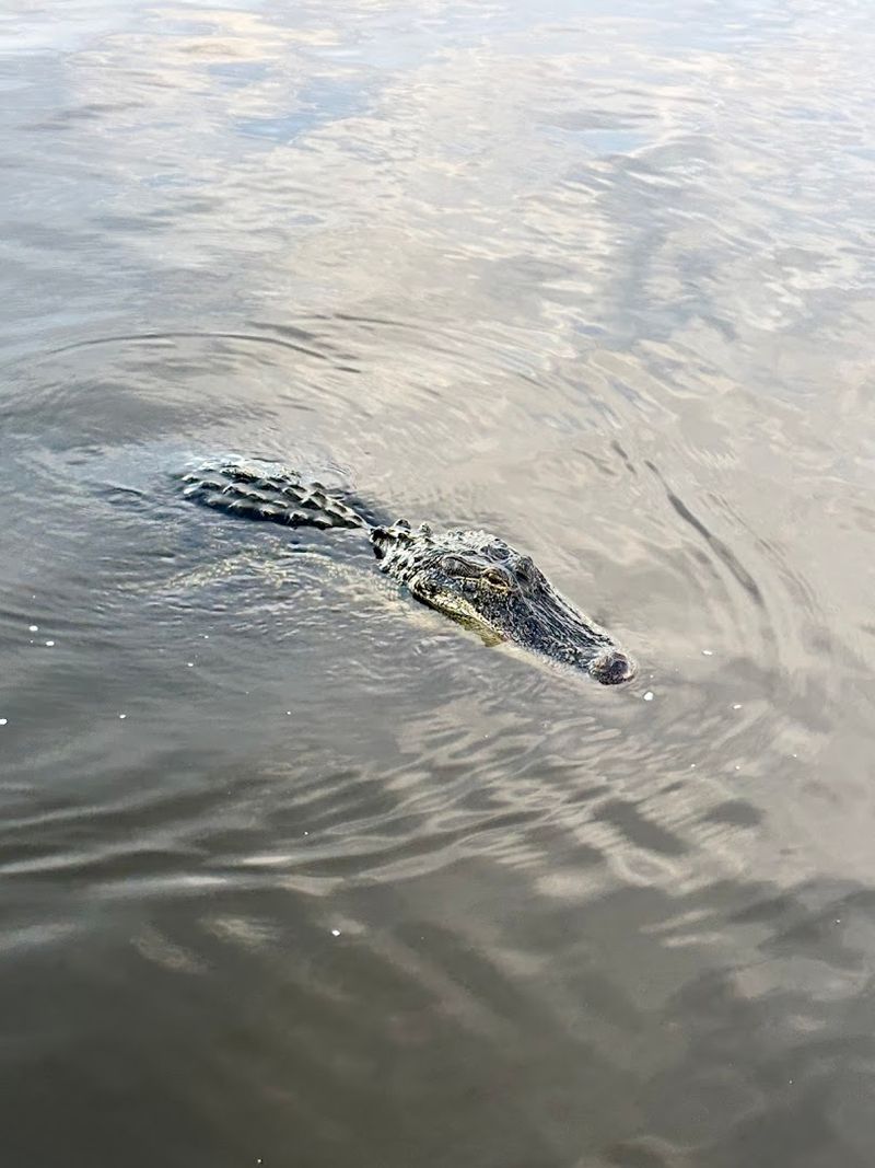 Seasons And Wildlife: When To Go
