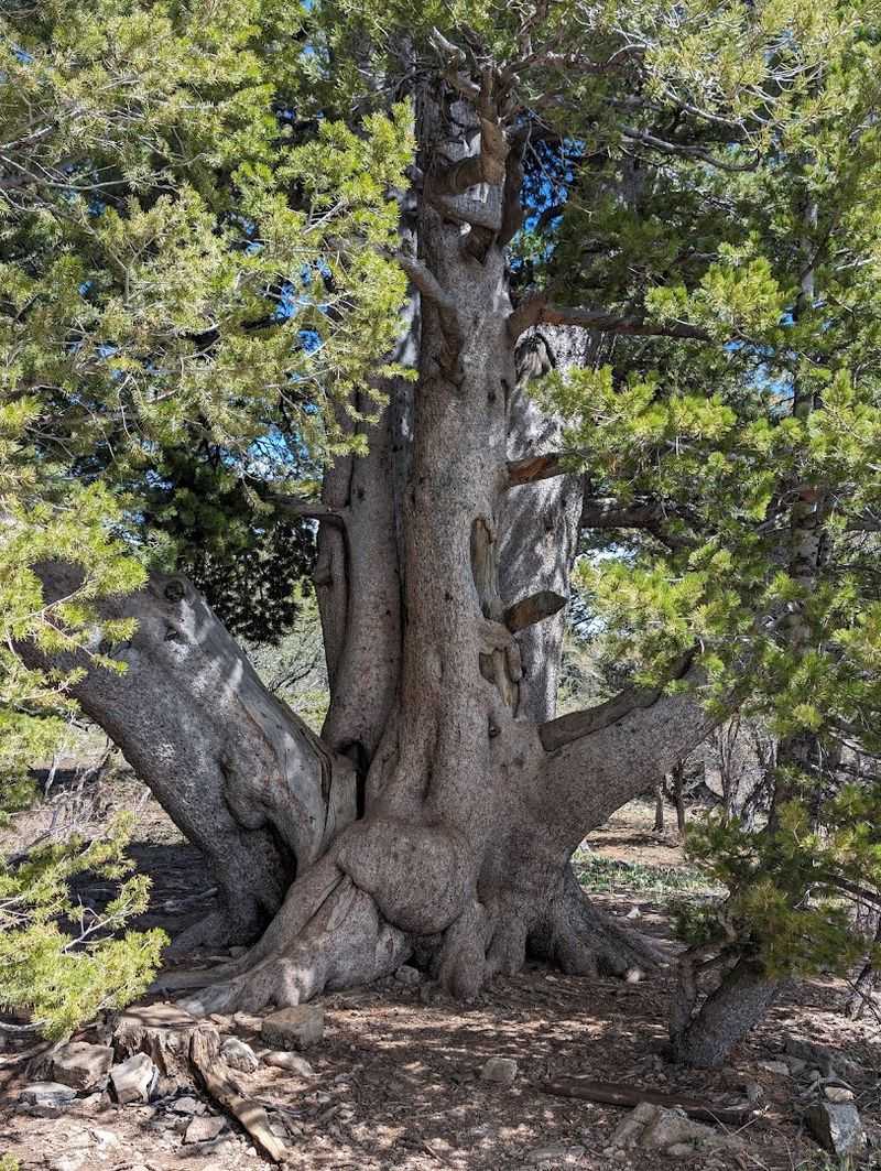 Ancient Limber Pines That Put Your To-Do List in Perspective