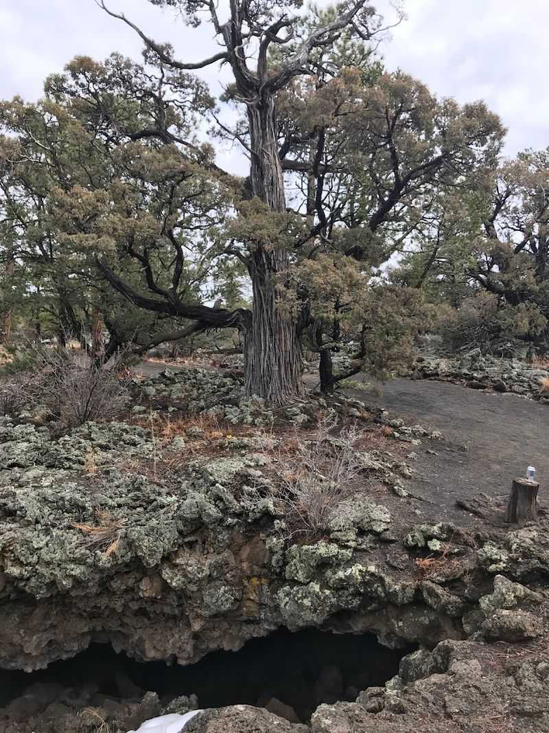Twisted Junipers Along The Trail