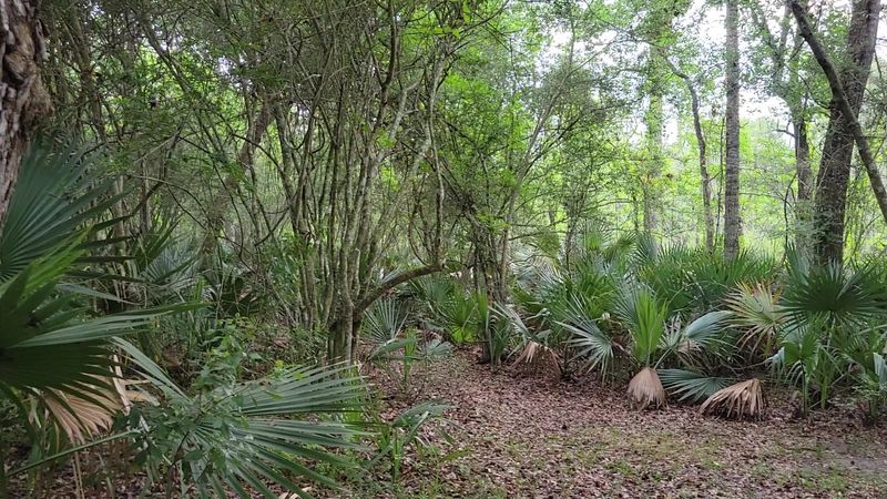 Palmetto Island State Park, Abbeville
