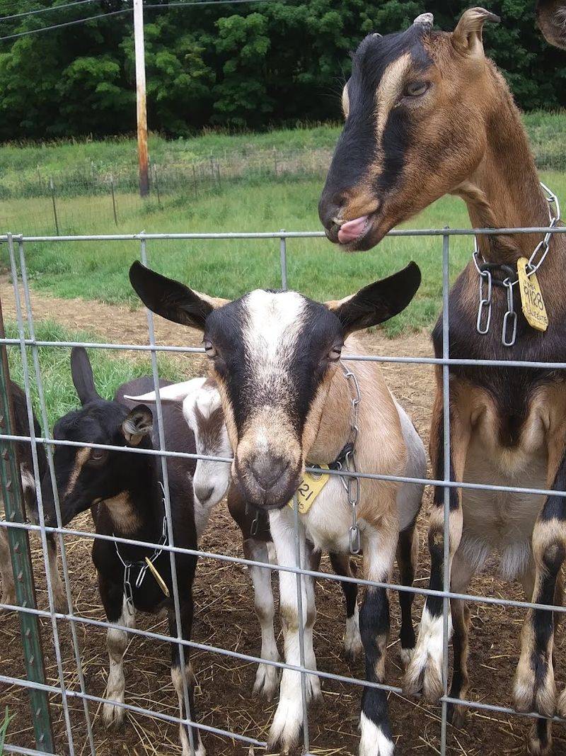 Oak Knoll Dairy