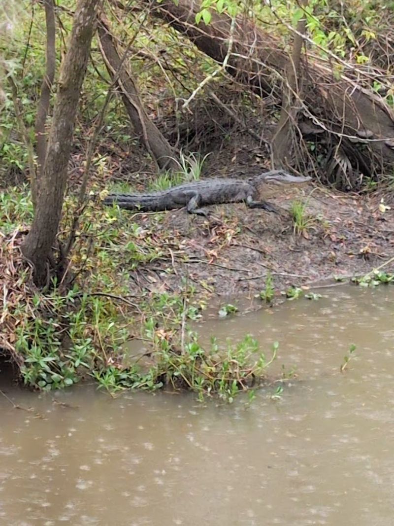 Watch For Alligators Safely