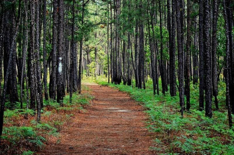 Francis Marion Forest Trails