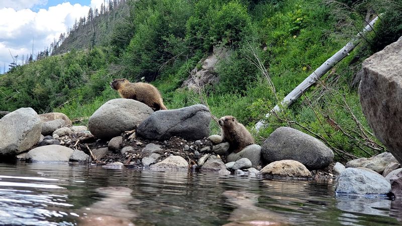 Wildlife Around Every Bend