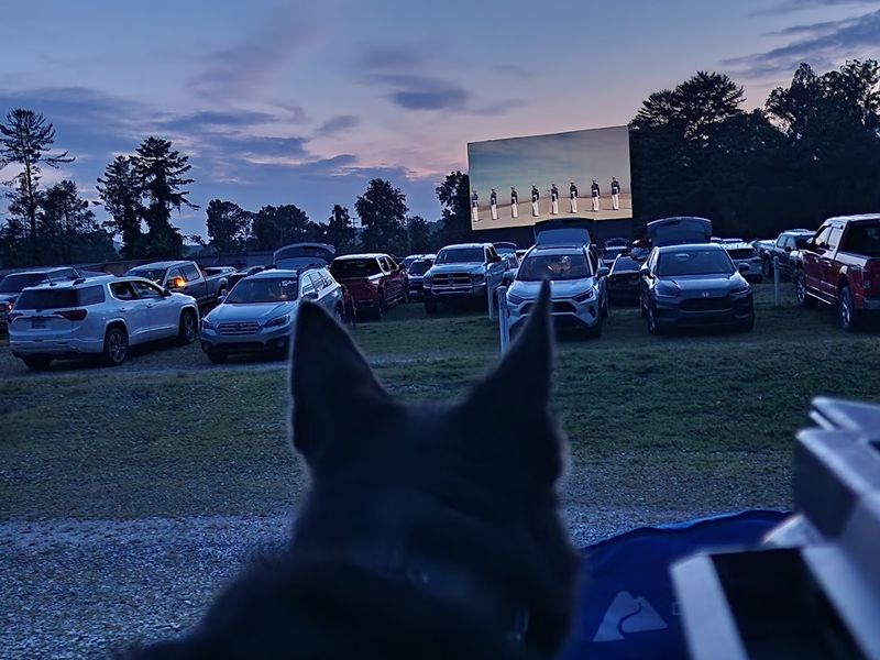 Pets, Blankets, And The Art Of Watching Movies Outside
