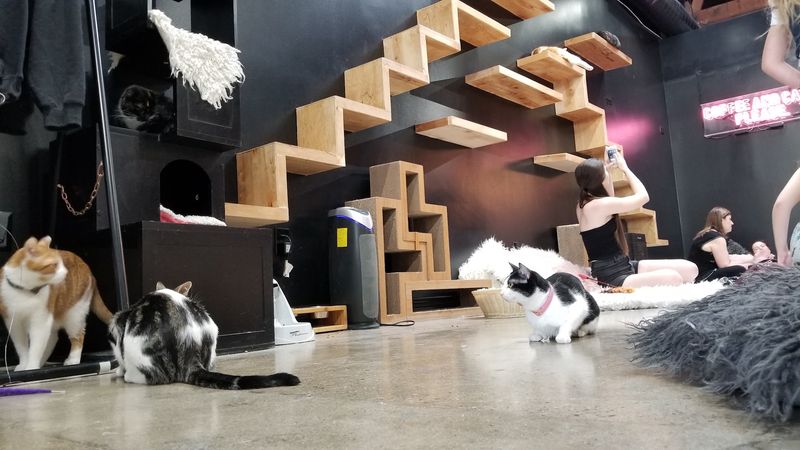 Crumbs & Whiskers - Los Angeles
