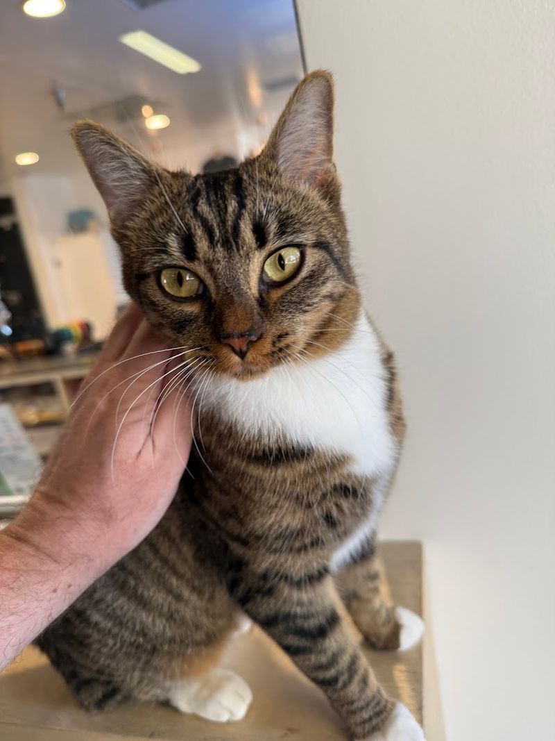 CatCafe Lounge - Venice
