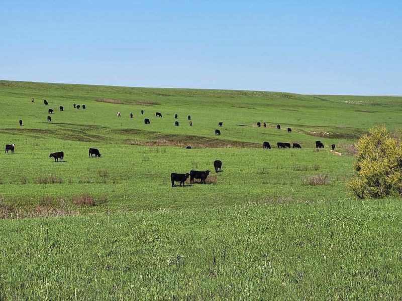Tallgrass Prairie National Preserve, Strong City