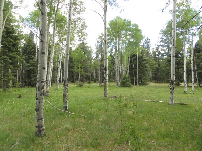 Carson National Forest / Tres Piedras Ranger District, Tres Piedras