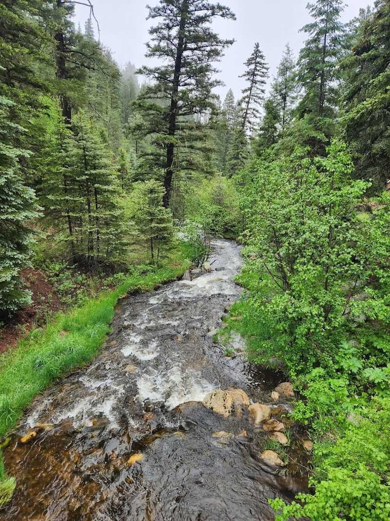 A Forest Escape With An Eerie Calm
