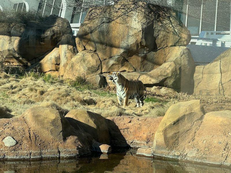 Using The Tigercam And Online Resources