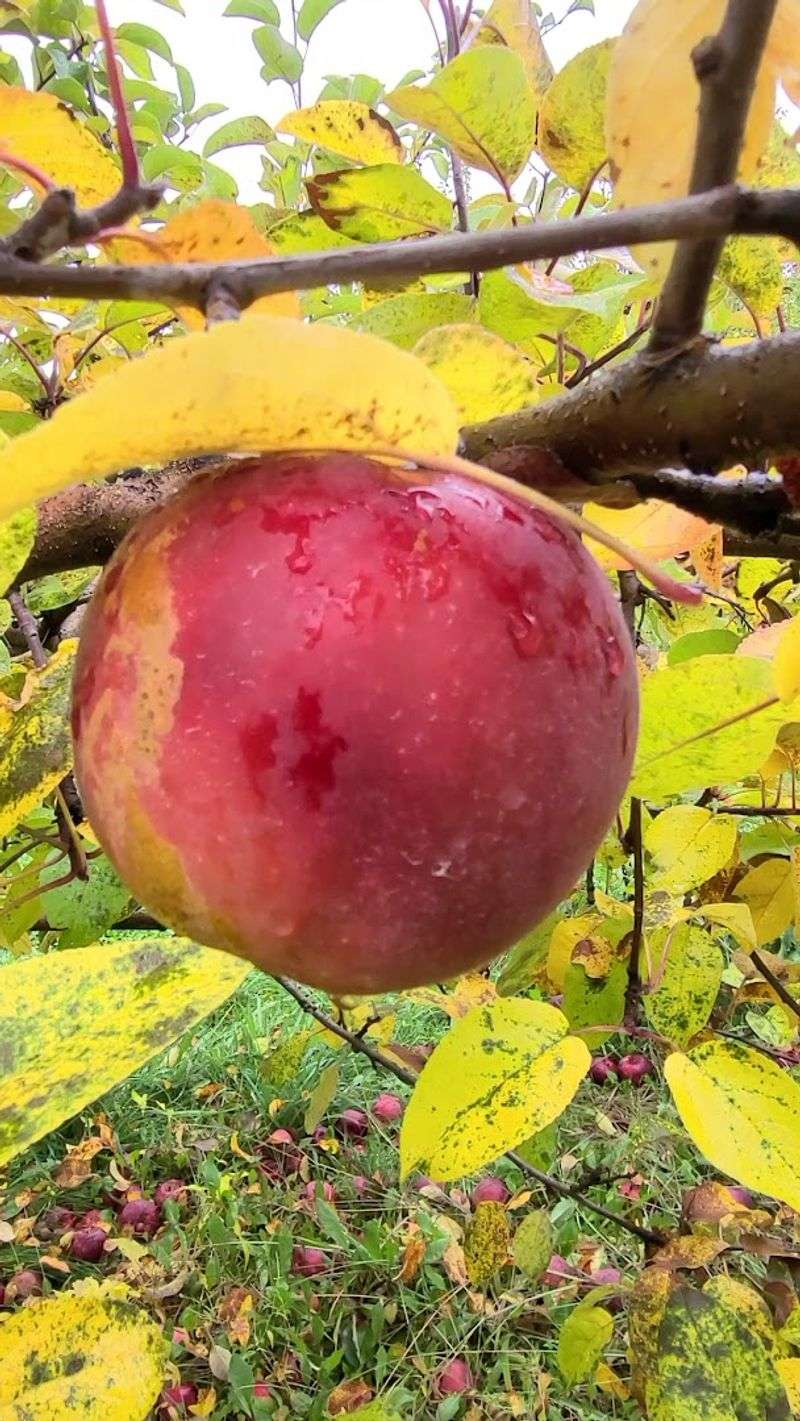 Pick-Your-Own Apple Experience