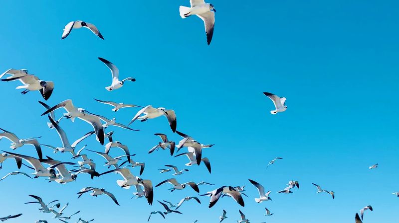 The Wildlife That Shows Up Without An Invitation