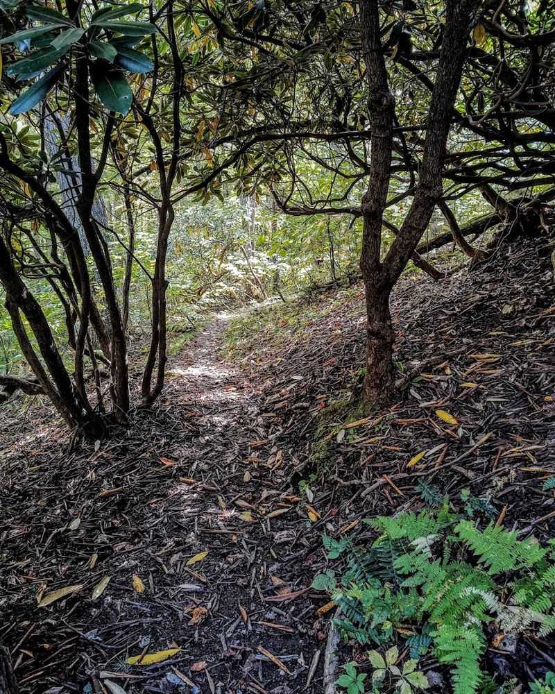 Old-Growth Hemlocks And The Forest That Time Left Behind
