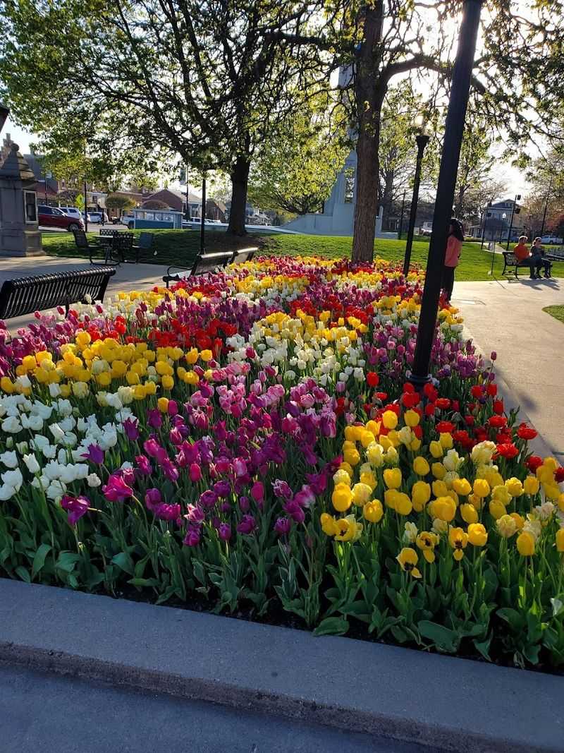 Tulips and Seasonal Color