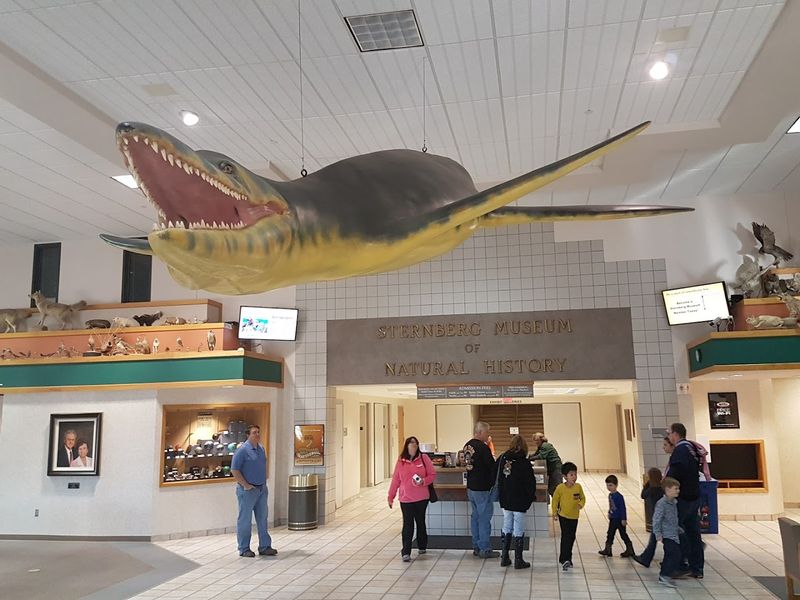 Planning Your Visit To Sternberg Museum In Hays, Kansas