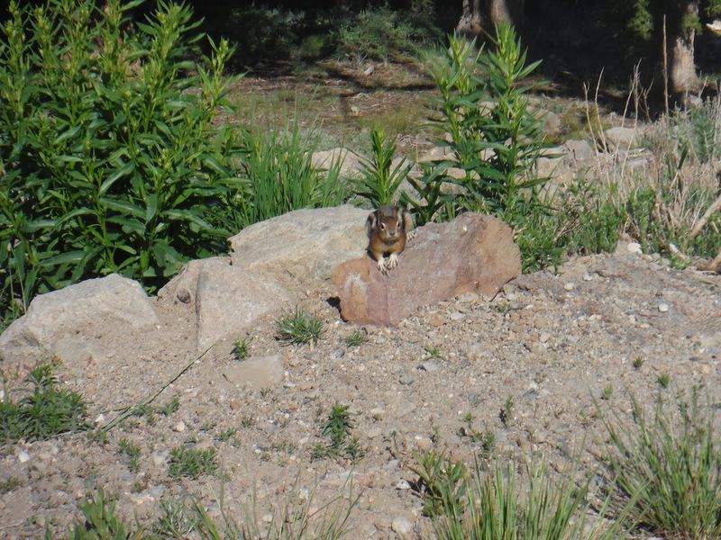 The Animals That Share The Summit