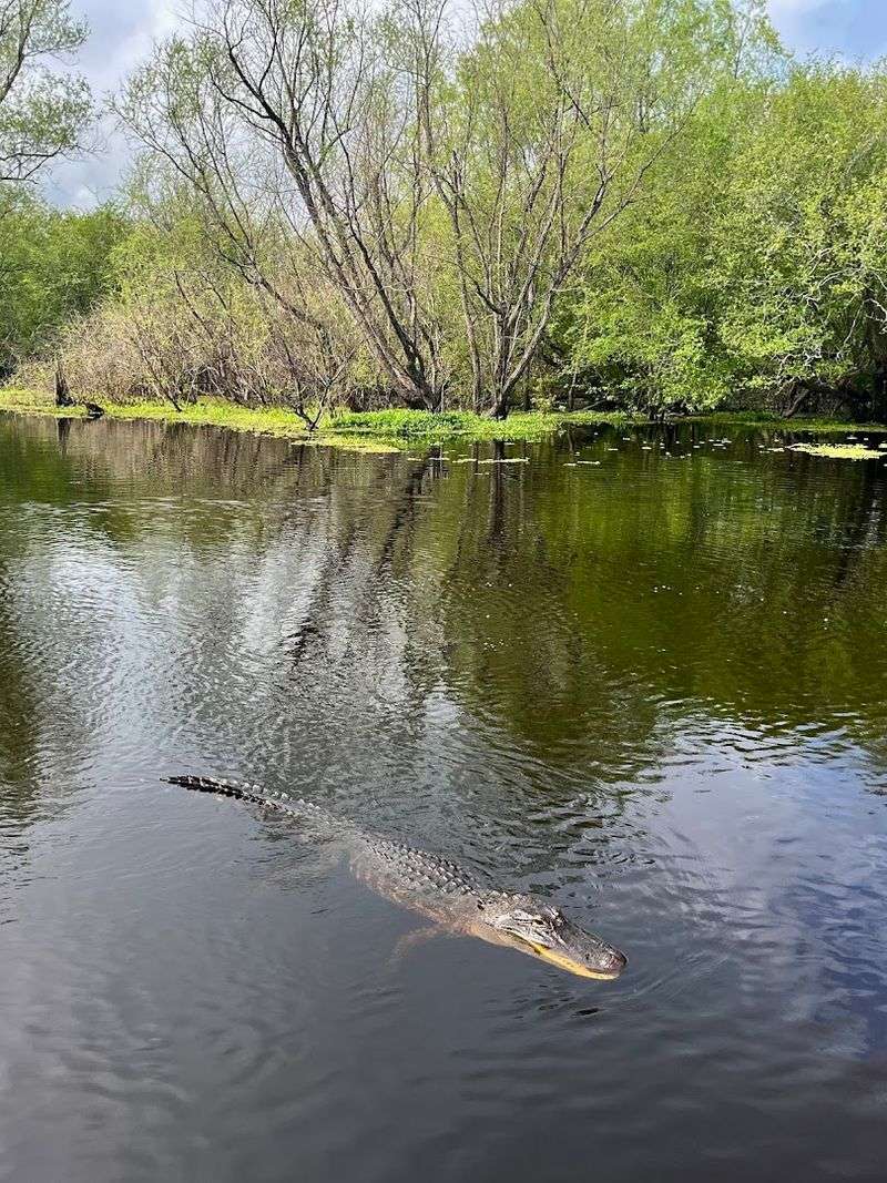 Swamp Tours Worth Taking