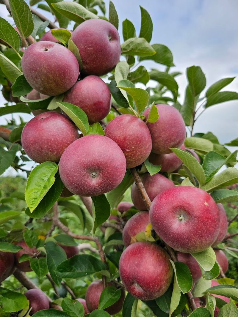 Apple Barrel Orchards And Cidery