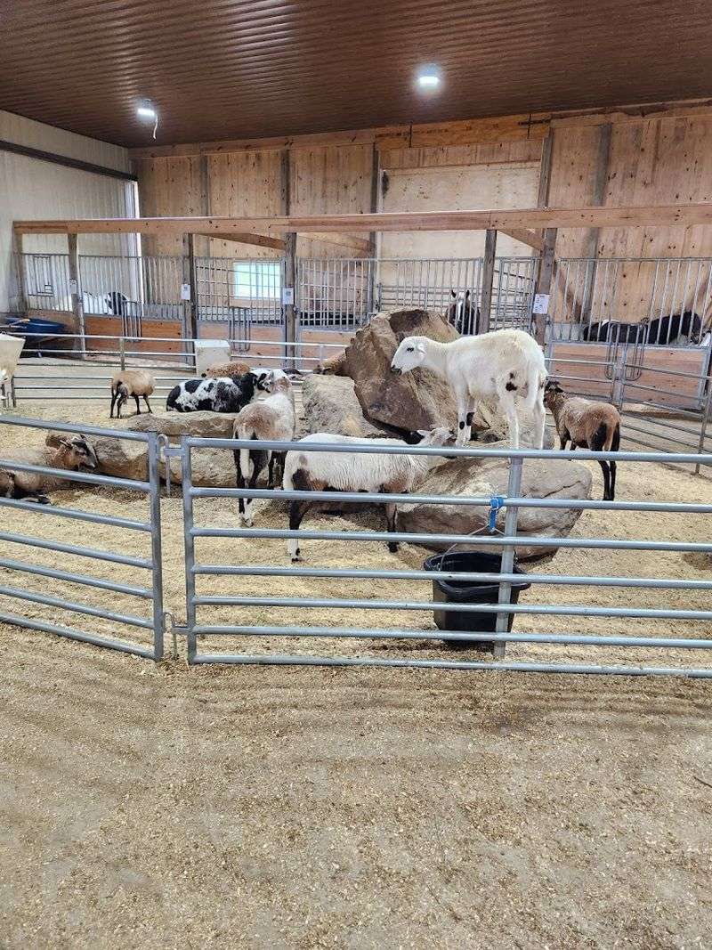 The Petting Zoo That Keeps Families Returning Year After Year