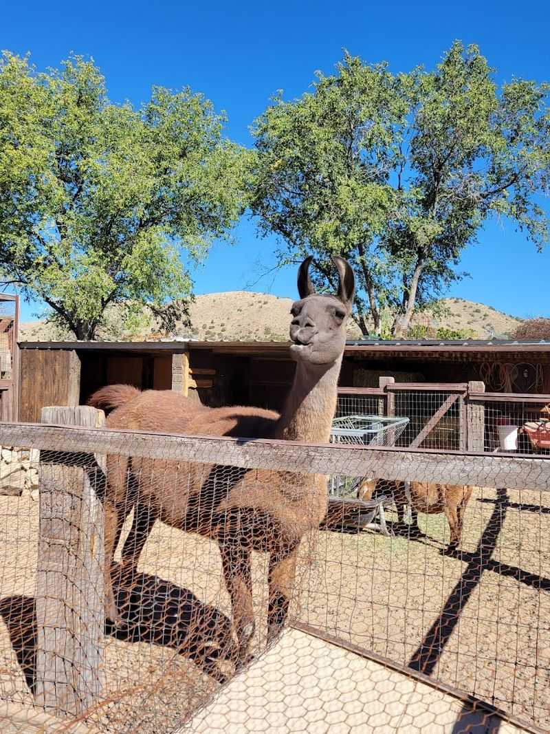 Desert Views And Vintage Trading Post Details