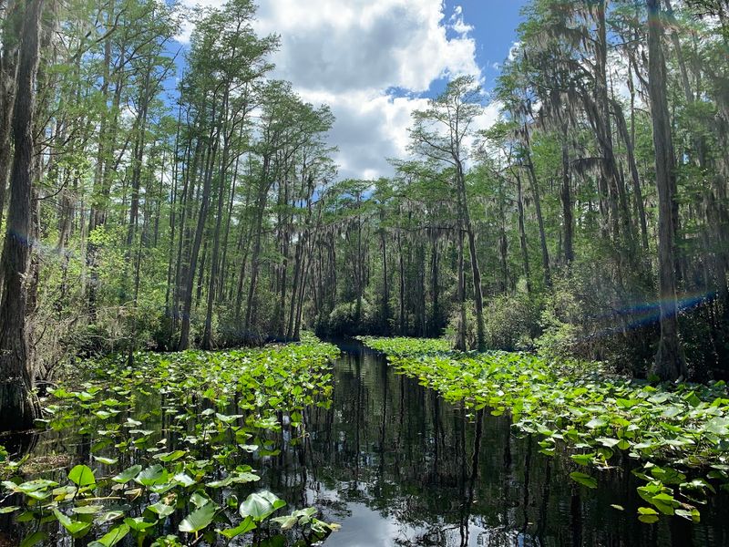 Swamp Island Drive Experience