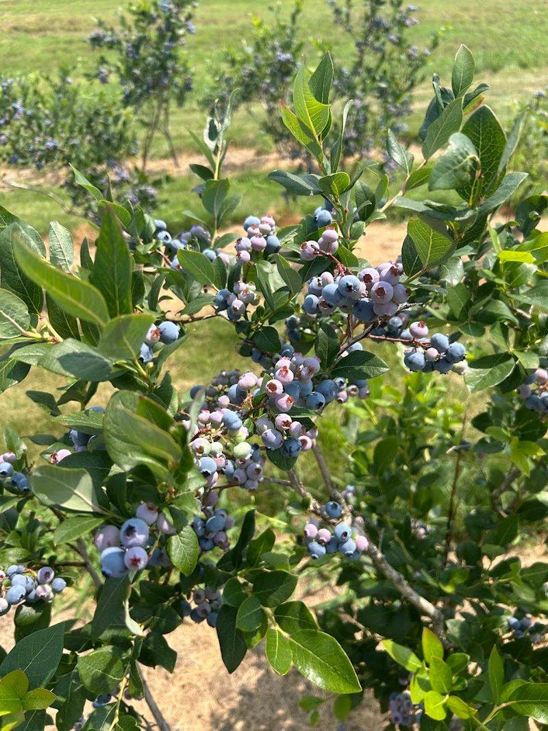 Beyond Apples, Summer Fruit Too