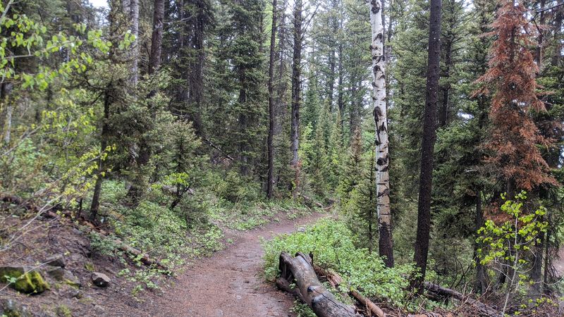 The Honest Verdict on a Trail Worth the Detour