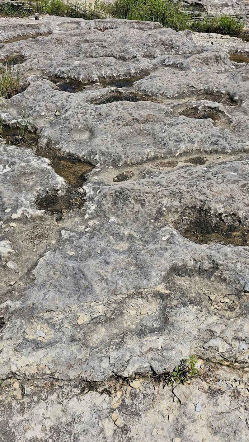 The Creatures Preserved in the Rock