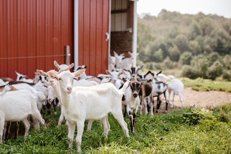 Tup's Crossing Farm, LLC