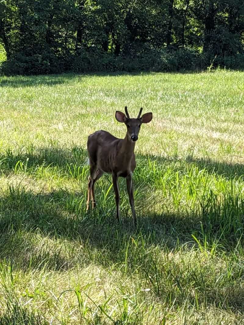 Wildlife That Reminds You Who Really Lives Here