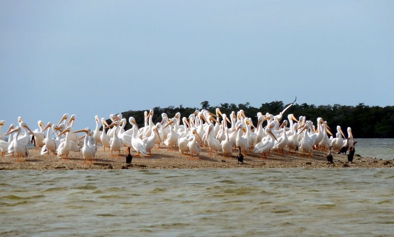 Birdwatching Beyond The Ordinary