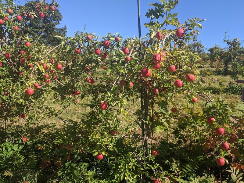 Wilkens Fruit & Fir Farm