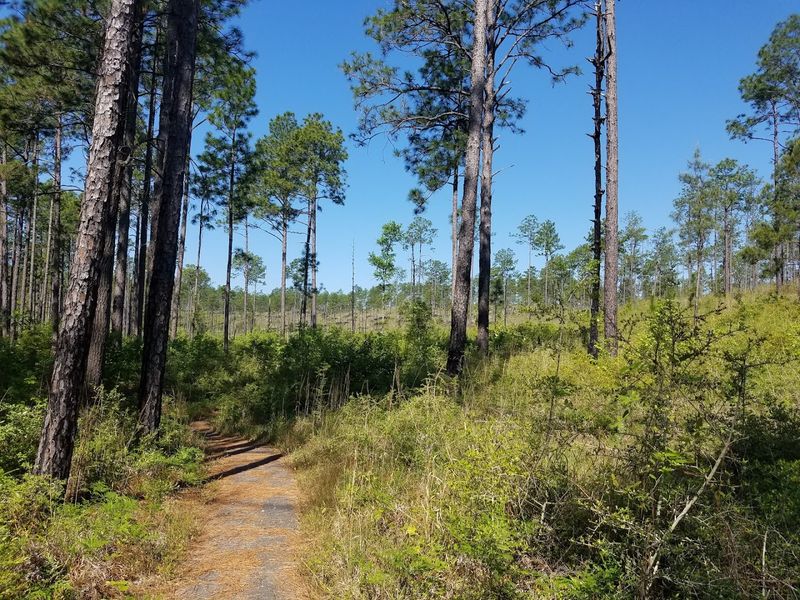 Longleaf Vista Recreation Area, Kisatchie National Forest