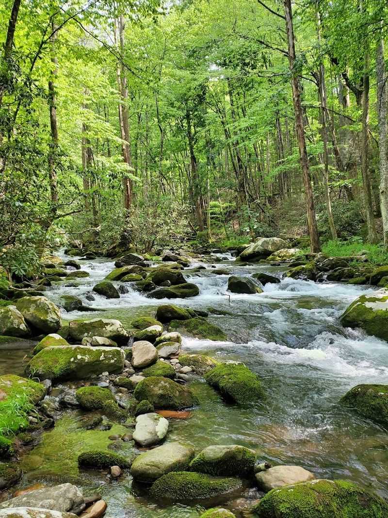 Middle Prong Trail