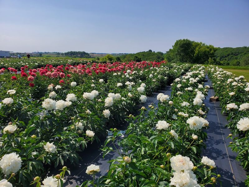 The Varieties that Make it Interesting