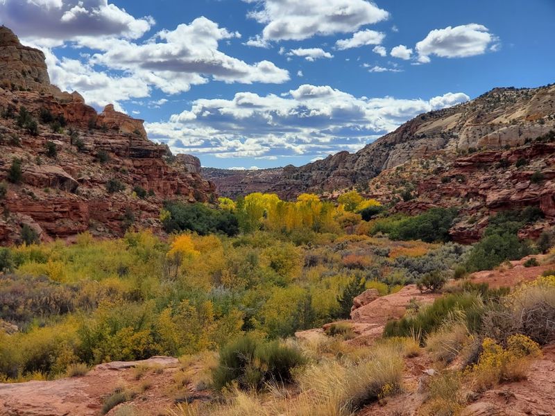 Lower Calf Creek Falls Trail