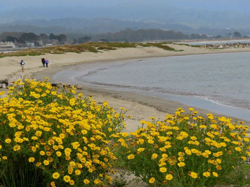 Pillar Point Harbor Beach, Half Moon Bay