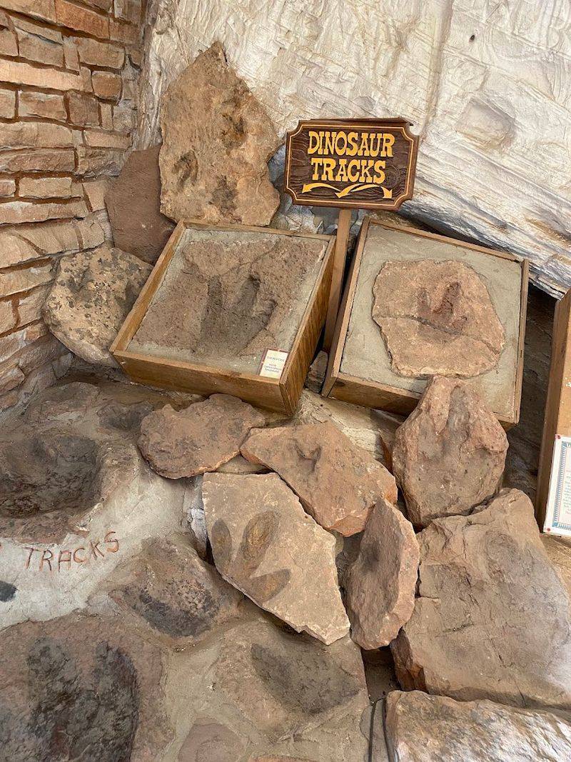 Dinosaur Fossils Up Close