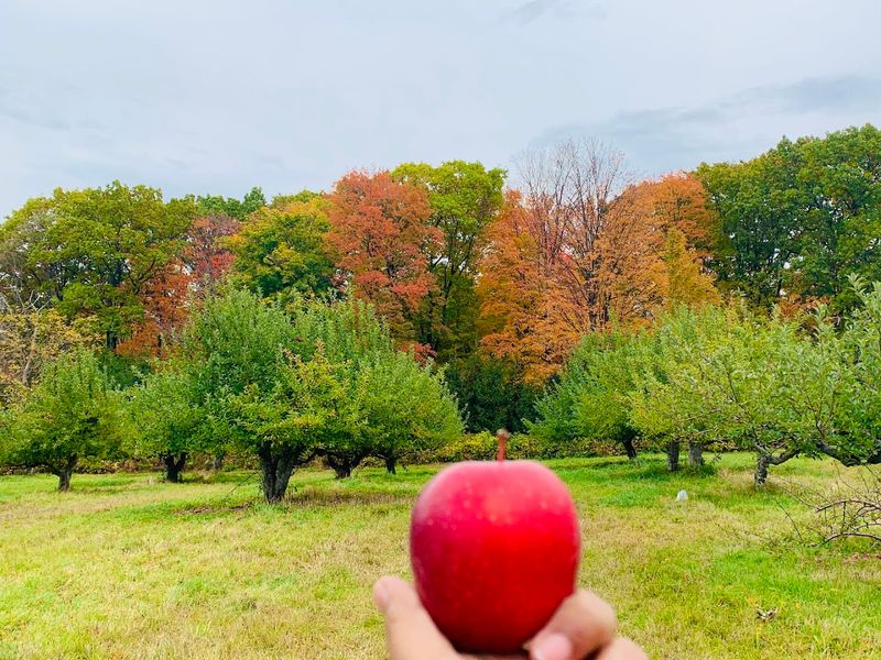 Masker Orchards