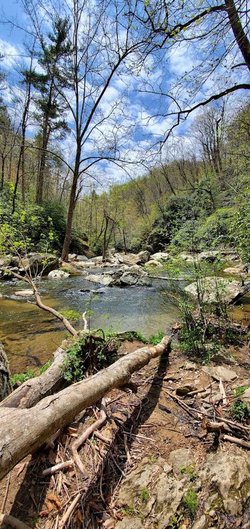 Rare Fish, Rare Ferns, And A Half-Acre That Matters A Lot