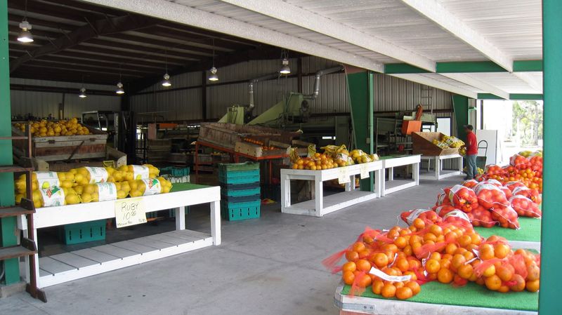 Shipping Citrus Back Home