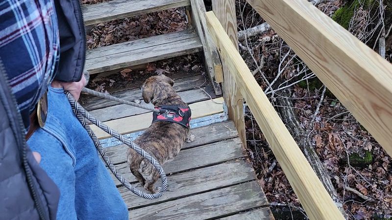 Dogs On The Trail And What To Know