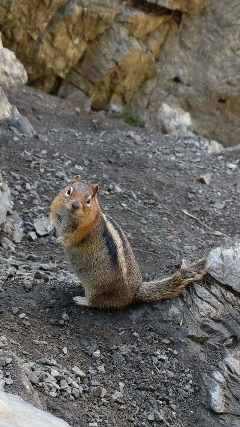 Wildlife Sightings That Catch Hikers Off Guard