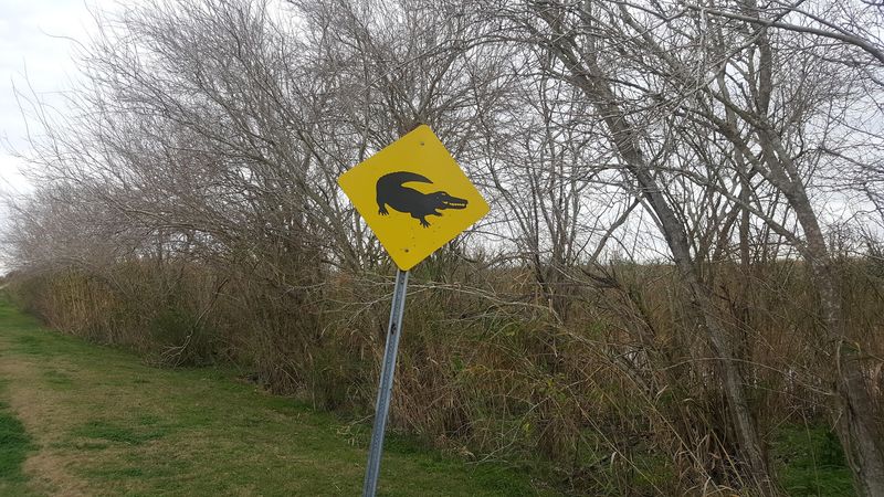 Pests And Precautions