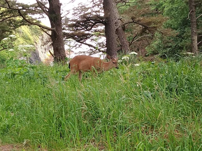 Wildlife You Might Spot