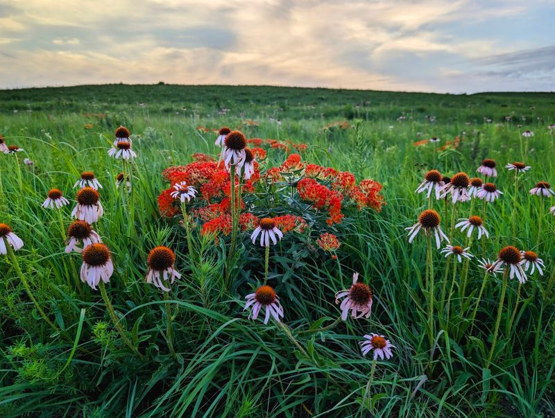 The Silence That Hits You In The Middle Of The Prairie