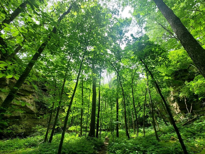 Camping Under a Canopy of Trees