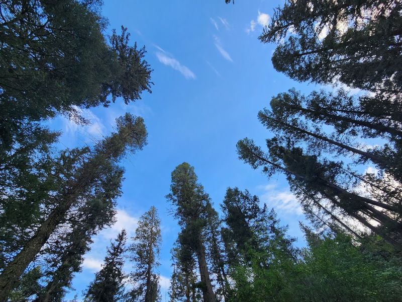 Shadowy Pines And Mountain Air
